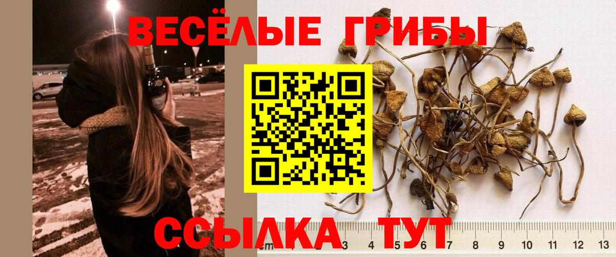 Псилоцибиновые грибы Cubensis  Вход с VPN  Чебаркуль 